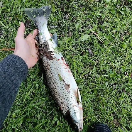 Sjogata Riverside And Salmon Fishing Mosjøen