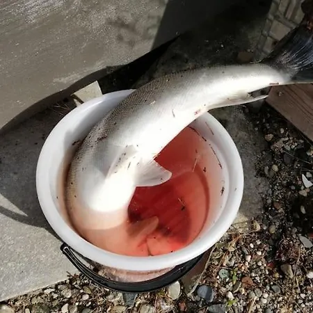 Sjogata Riverside And Salmon Fishing