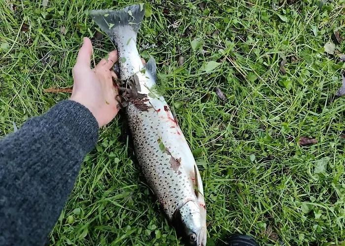 Sjogata Riverside And Salmon Fishing Mosjoen